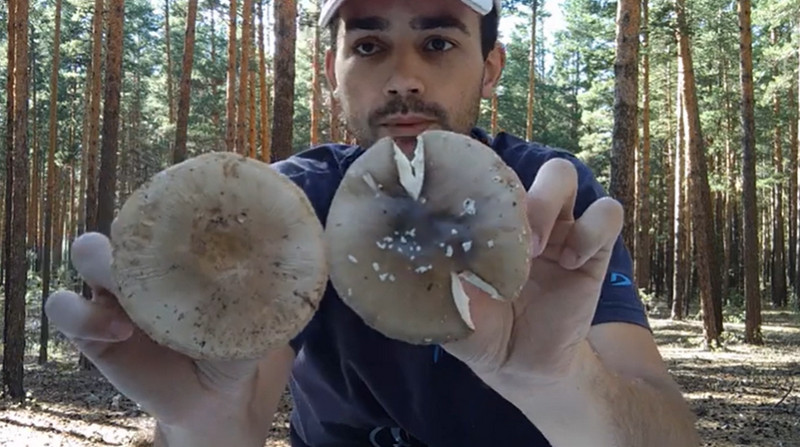 Купить пантерный мухомор